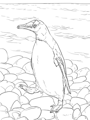 Gentoo Penguin Walks Coloring Page